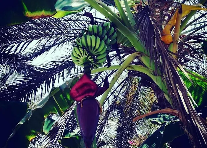 Tui Magic Life Kalawy Otel